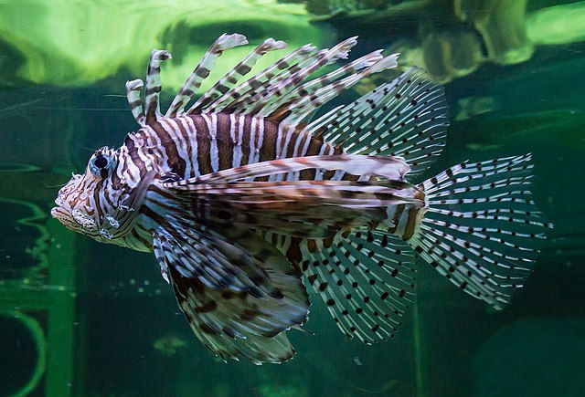 A imagem mostra um peixe-leão, conhecido por suas listras marcantes e espinhos venenosos. Ele possui nadadeiras longas e raiadas, com padrões complexos que lhe dão uma aparência exótica e perigosa.