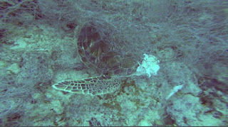 Tartaruga morre presa em rede de pesca - Mar do Ceará/Reprodução