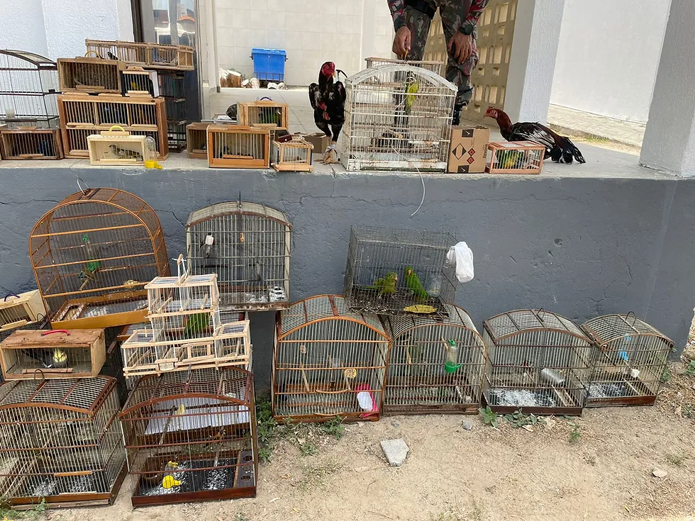 Dezenas de aves silvestres foram encontradas em gaiolas, na Feira da Parangaba em Fortaleza. — BPMA/Reprodução
