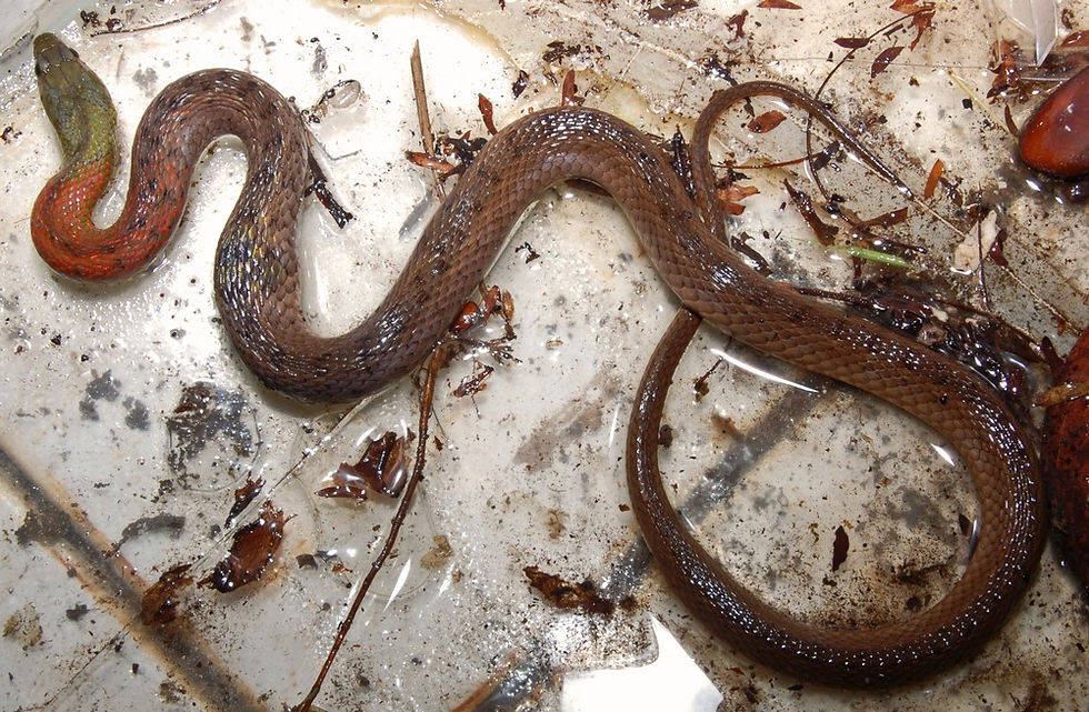 Rhabdopsis subminiatus.jpg