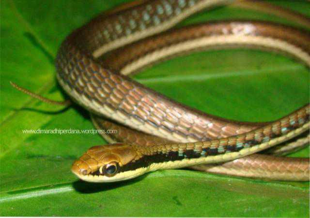 Dendrelaphis-pictus.jpg