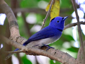 ĐỚP RUỒI XANH GÁY ĐEN