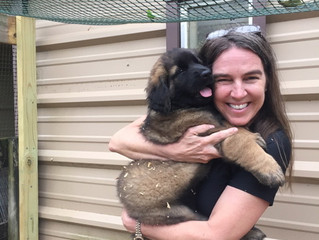 Ruffina graduates from Therapy Dog training