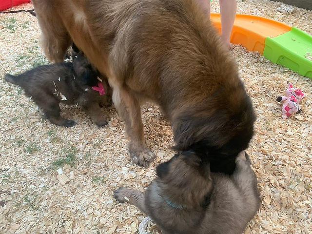 mamma time