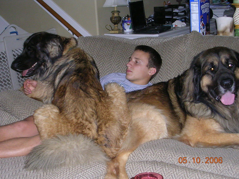 Vegas and Cosmo - lap dogs