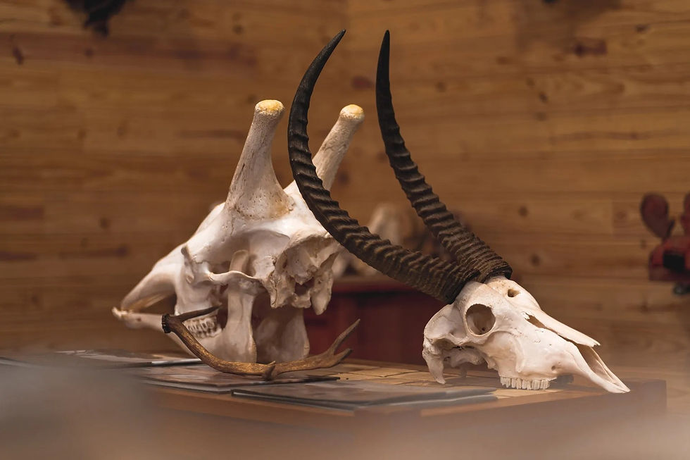 skulls.jpg