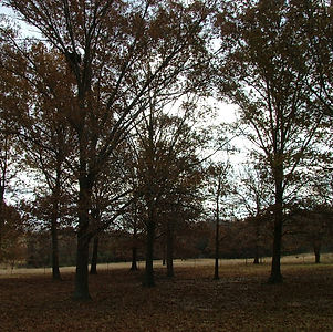 DSCF2707.JPG