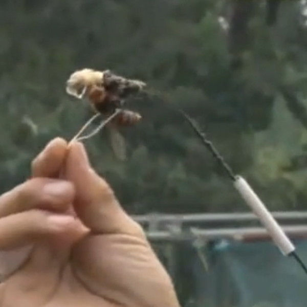 japanese giant hornet