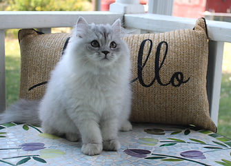 Persian Kitten female