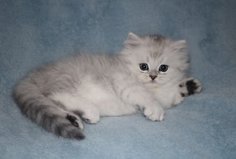 Silver persian kittens for sale st. Louis Missouri