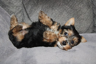 Yorkie puppies for sale near me