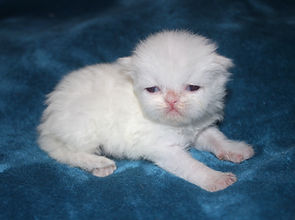 White persian kitten for sale in franklin county Mo.