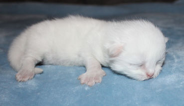 White female Persian kitten