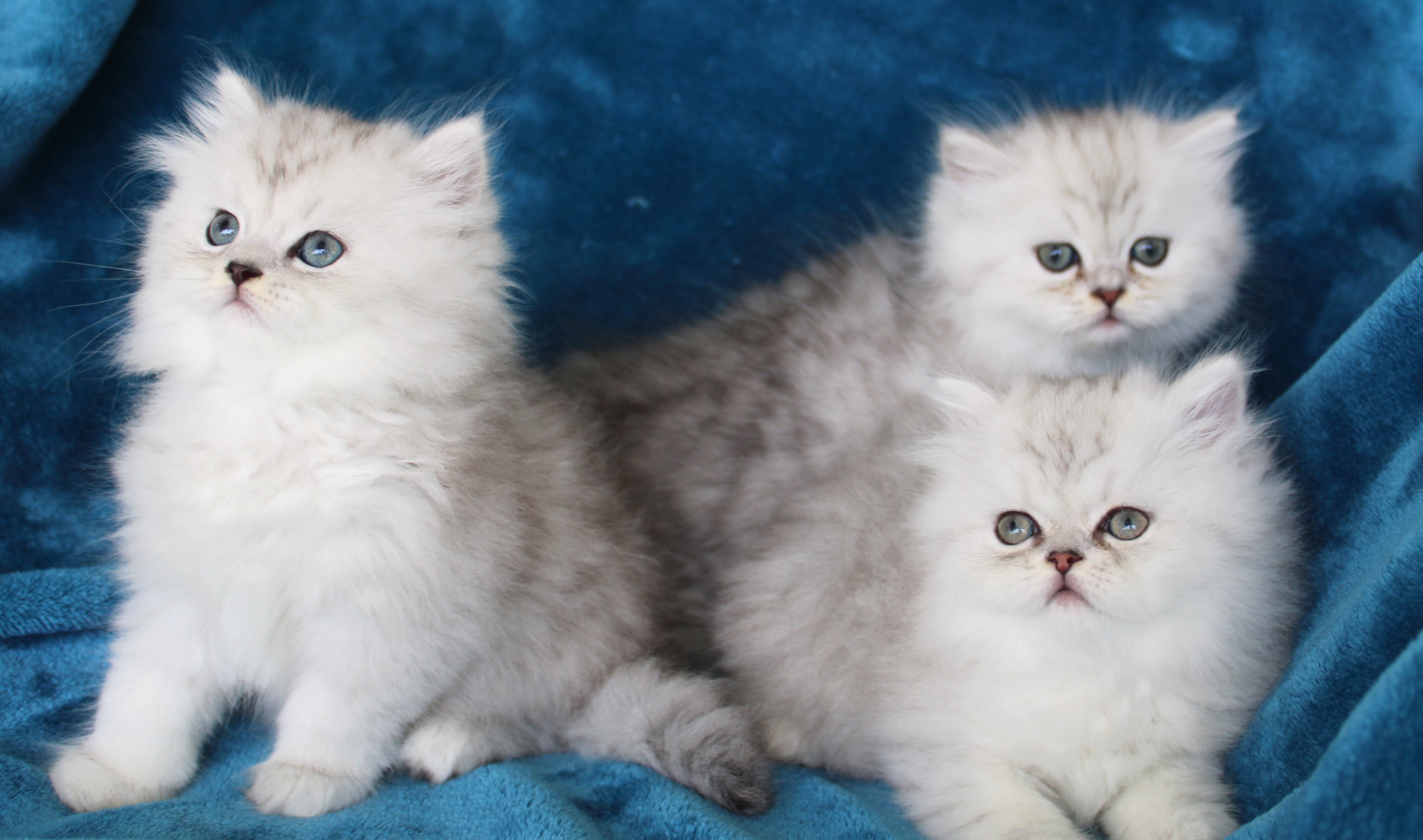 Precious Persians logo