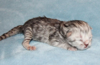 Shaded Silver boy 2-25-26 (3).JPG