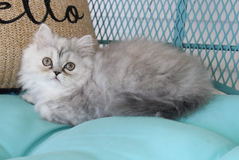 silver shaded Persian female kitten for sale