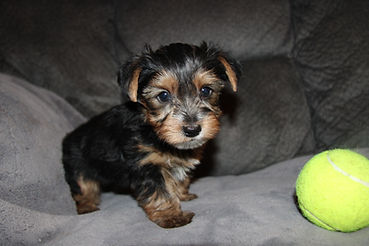 cute yorkie puppies
