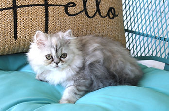 silver shaded Persian female kitten for sale