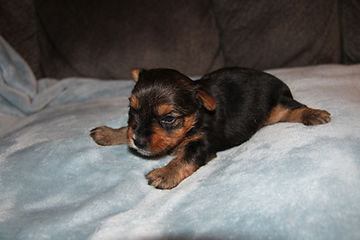 boy 2 5-31-26 (14).JPG