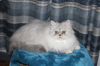 purple girl 11-7-25 (9).JPG