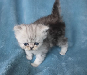 “Shaded silver Persian kitten for sale — St. Louis area.”