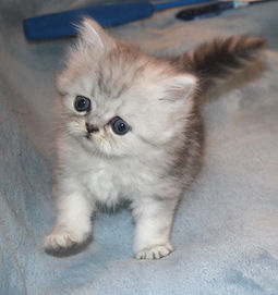 Silver Persian Kittens for adoption in st. Louis