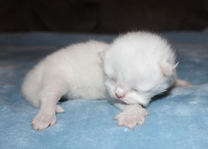 White female Persian kitten
