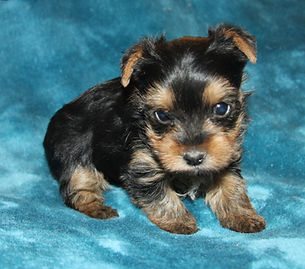 Teacup male yorkie puppy for sale St. Louis