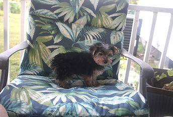 dexter 7-27-26 (13).JPG