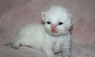 White Persian Kitten for sale near me

