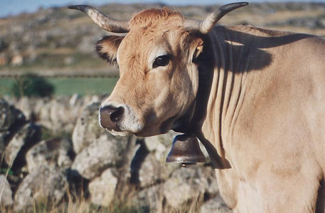 Aubrac batifol2.jpg