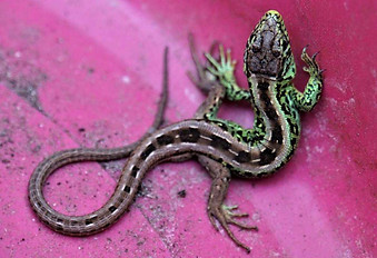 lizard-4291013_1280-1-1280x720.jpg