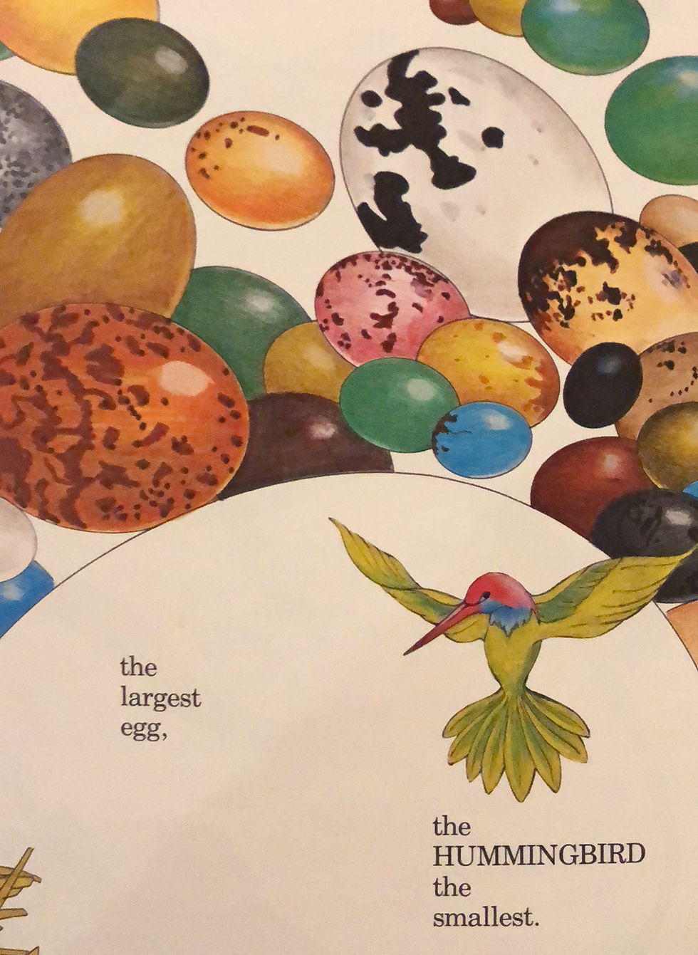 Thumbnail: Chickens Aren’t The Only Ones by Ruth Heller