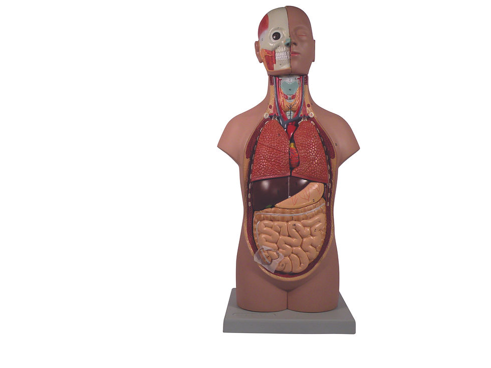 Thumbnail: Model - Torso - Genderless - 52 cm, 12 Parts