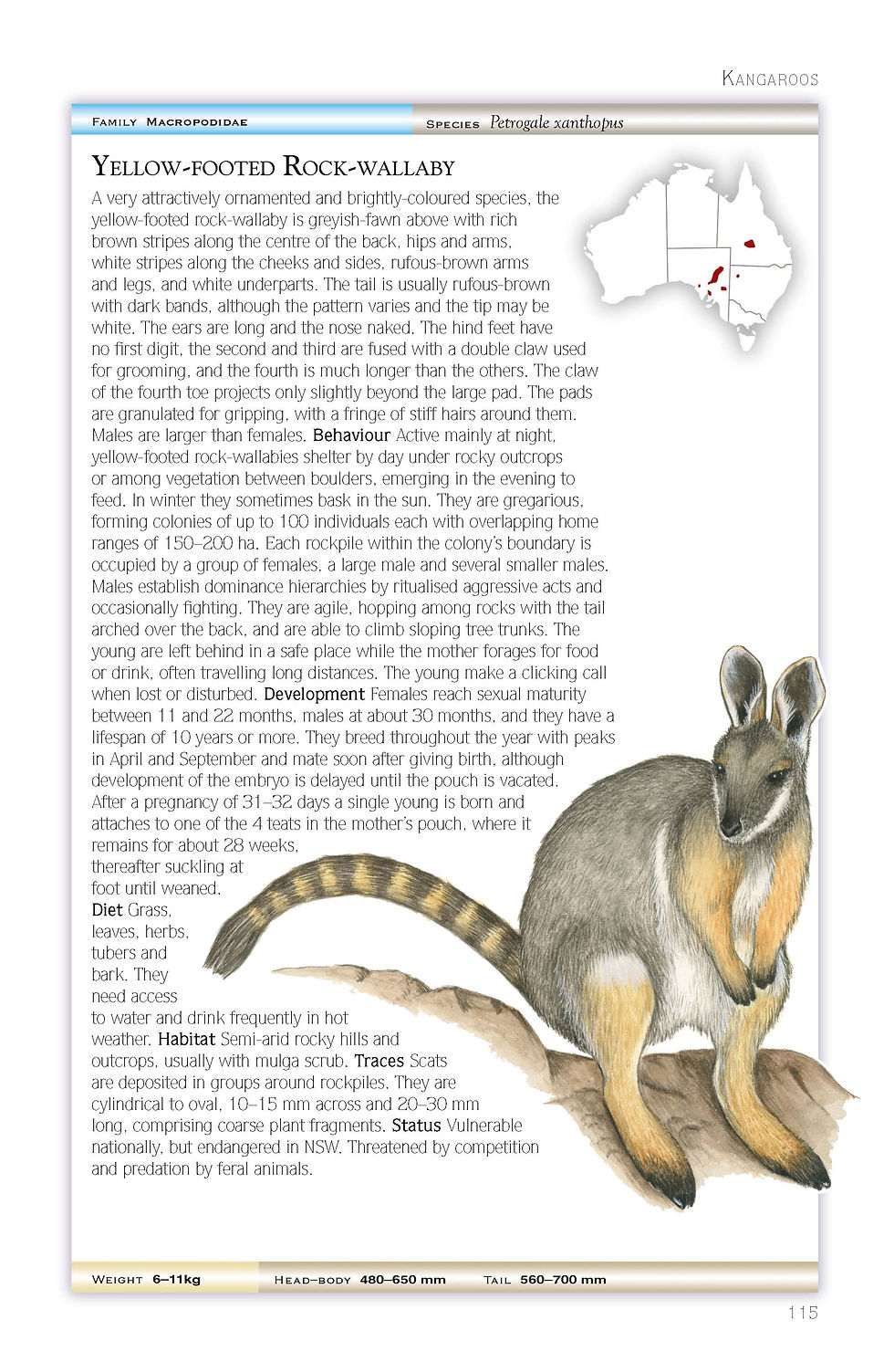 Thumbnail: Cronin's Key Guide to Australian Mammals