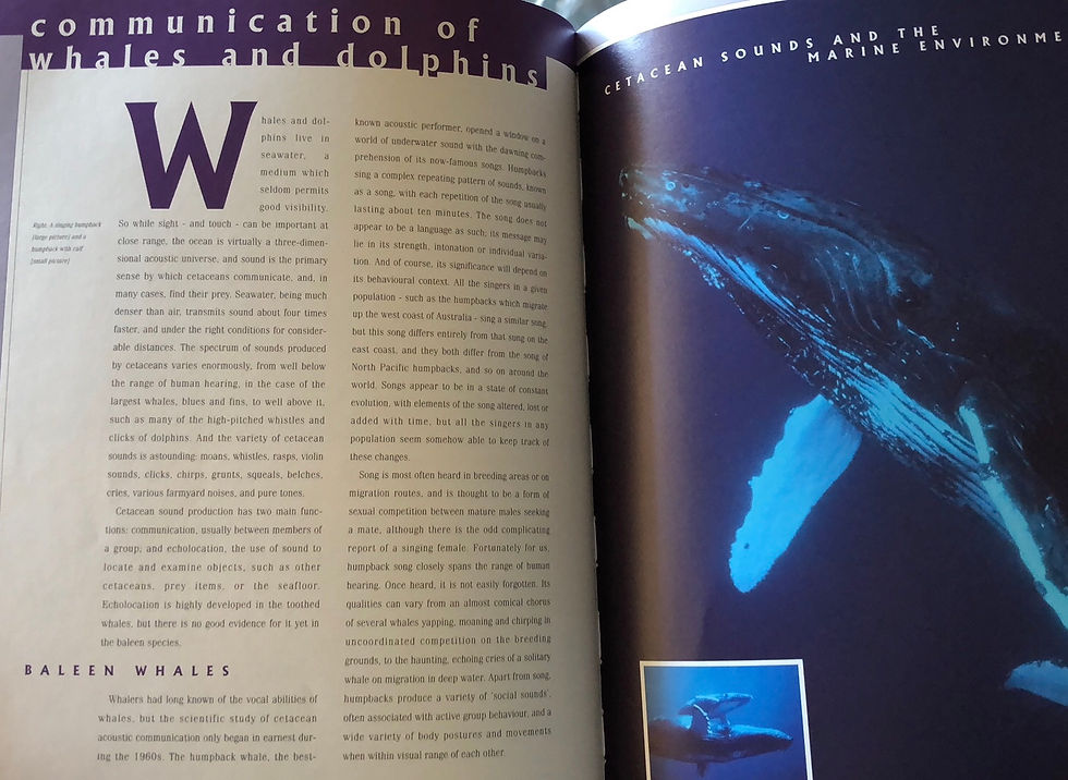 Thumbnail: Antarctic Whales & Dolphins