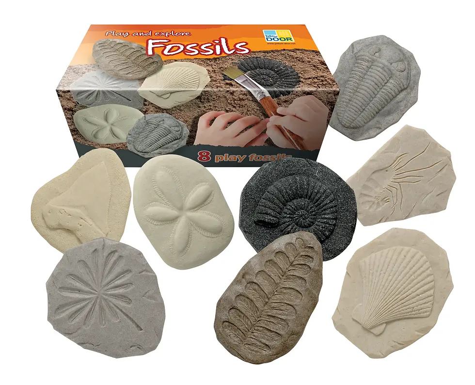 Play & Explore Fossils Set of 8
