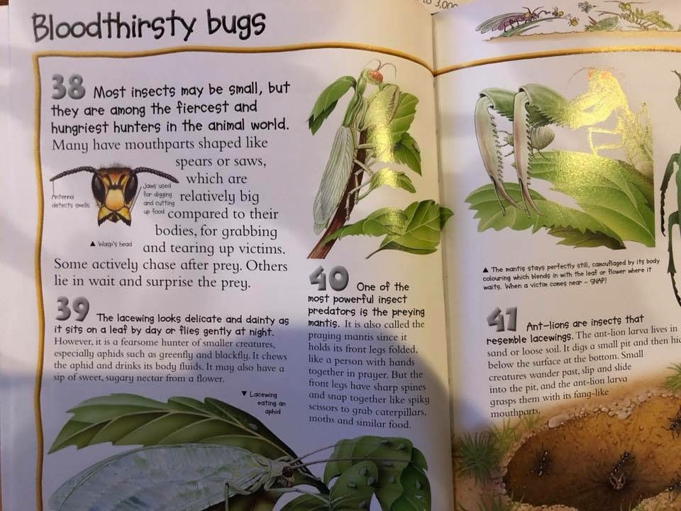 Thumbnail: 100 Things You Should Know About Insects & Spiders