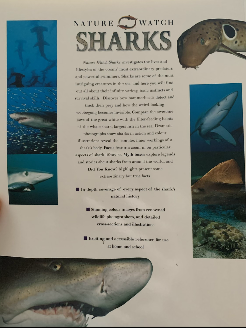Thumbnail: Sharks by Michael Bright 