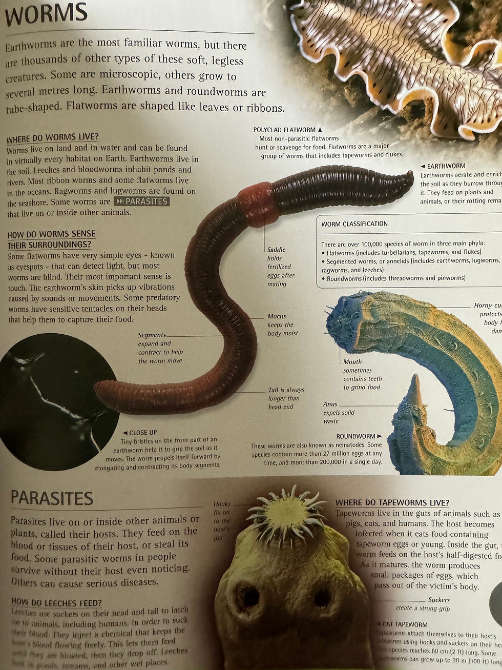 Thumbnail: Encyclopaedia (DK)  Web-linked