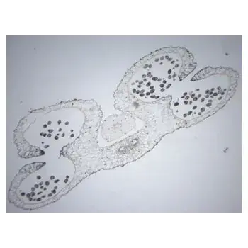 Thumbnail: Slide Set - Biology General - Set of 25