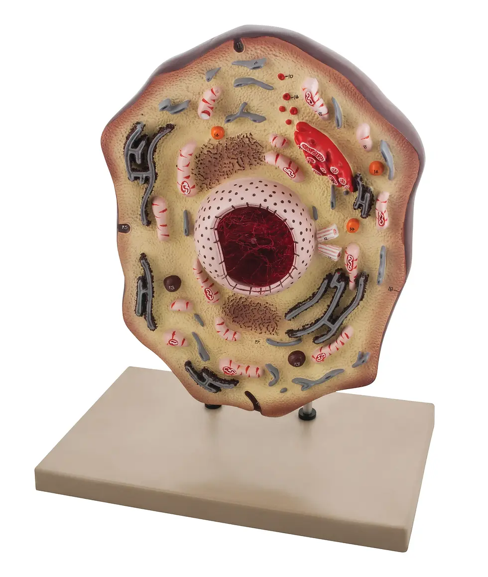 Animal Cell Model