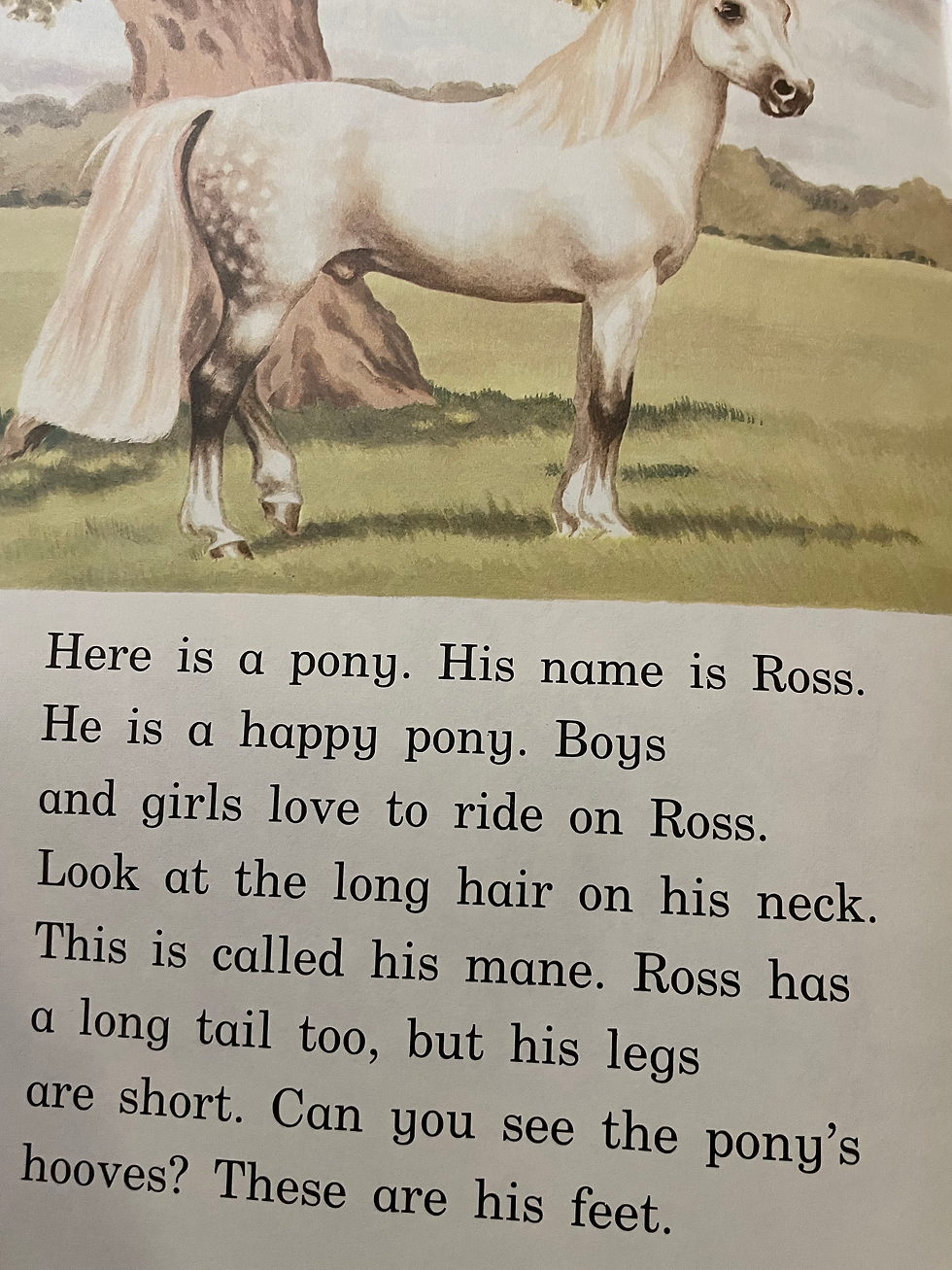Thumbnail: Now You Can Read About… Horses & Ponies (Large First Readers)