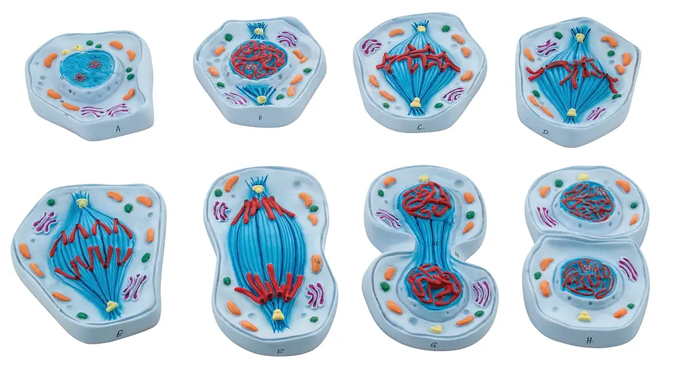 Mitosis Model - Set of 8