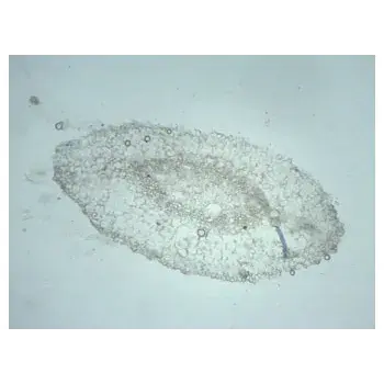 Thumbnail: Slide Set - Biology General - Set of 25