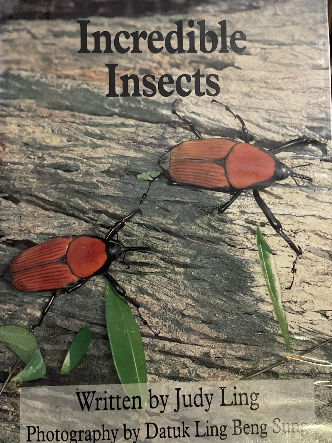 Incredible Insects By Judy Ling (Sunshine)