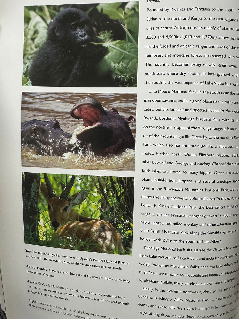 Thumbnail: Animals Kingdom by Kim Coppard