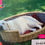 Thumbnail: My Dog (Thomson Nelson) Level 1