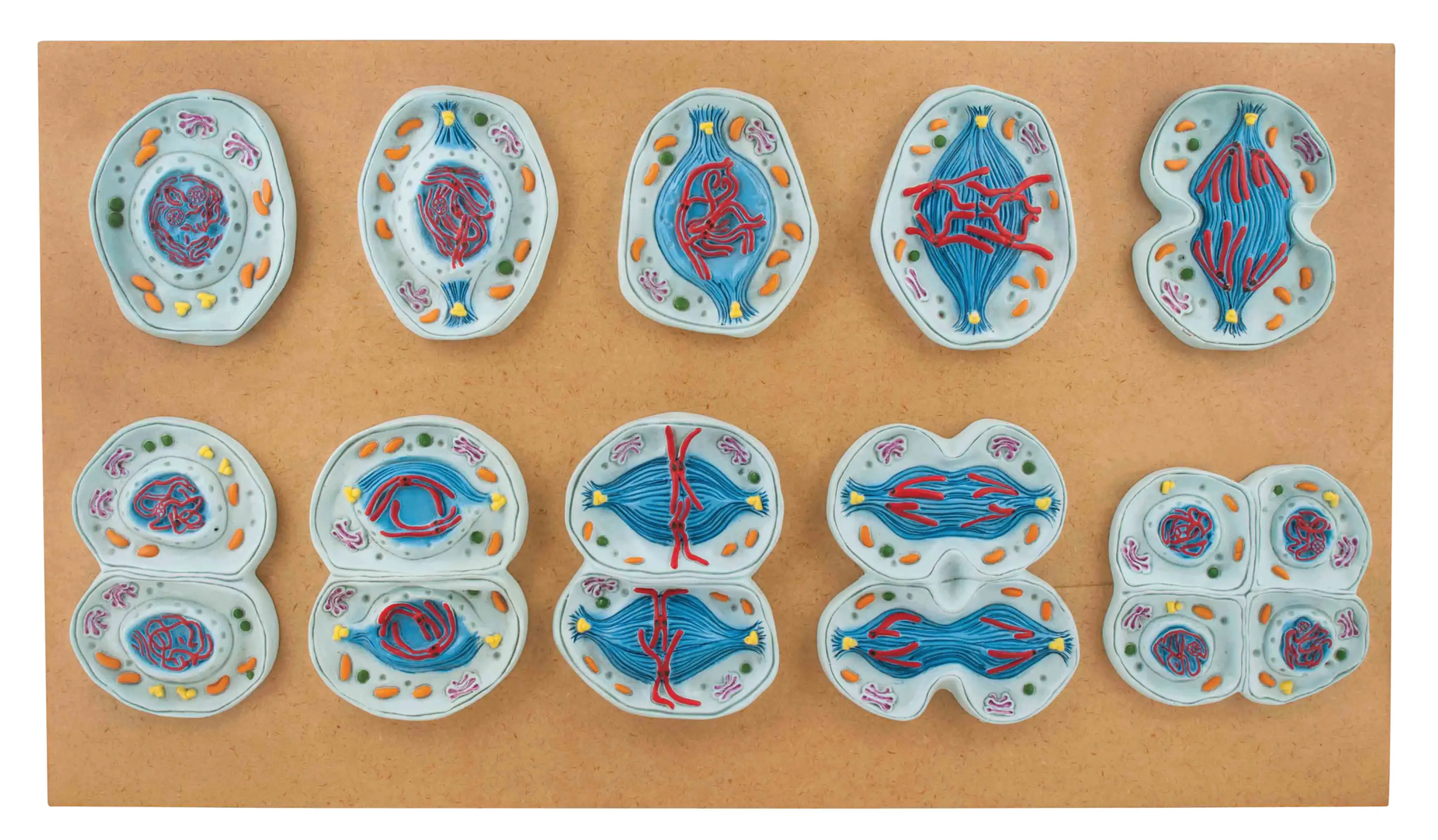 Meiosis Models - Set of 10