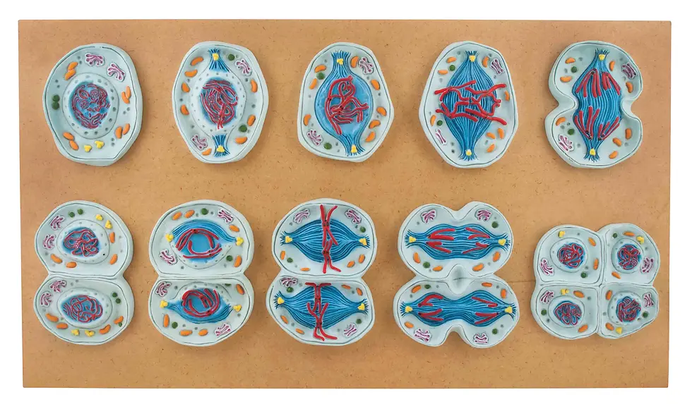 Meiosis Models - Set of 10